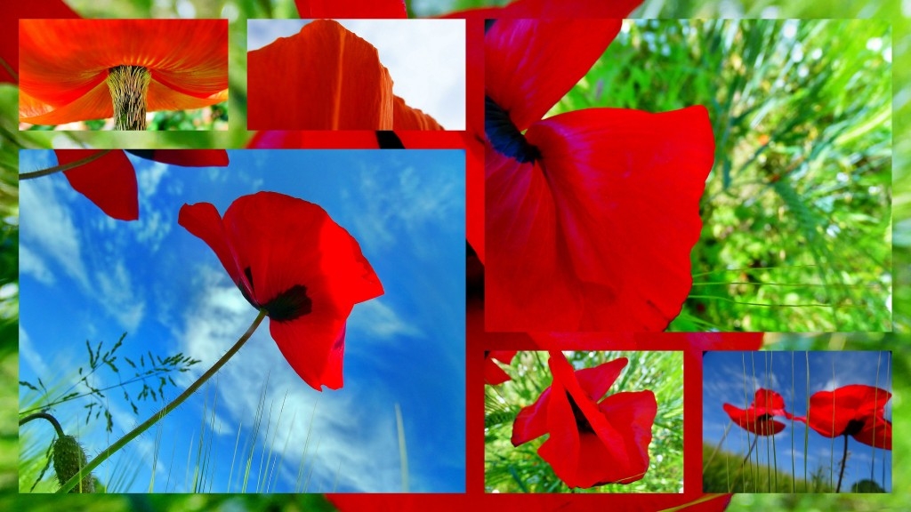 Mohn