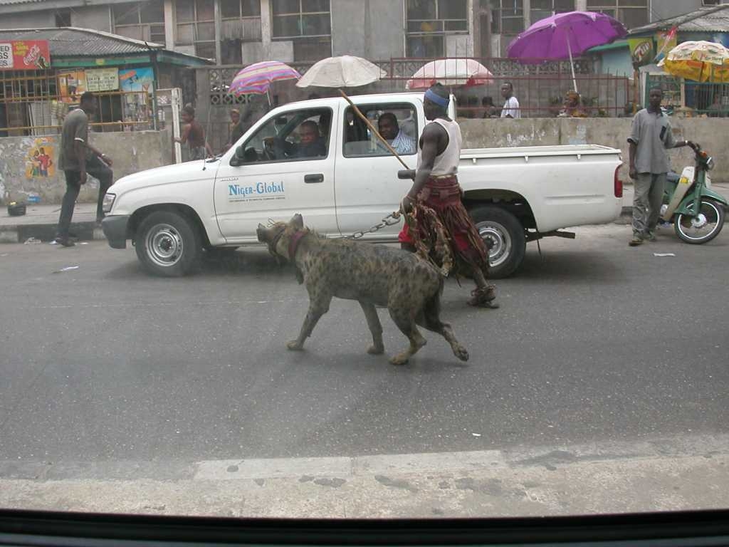 hyena1