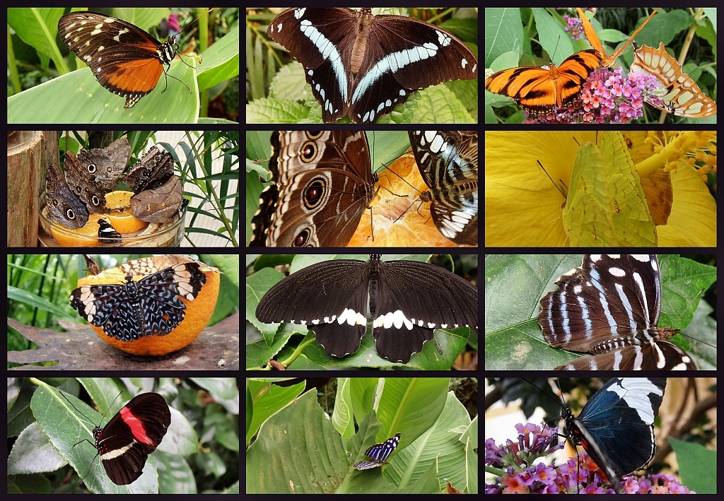 BotanischerGartenKiel