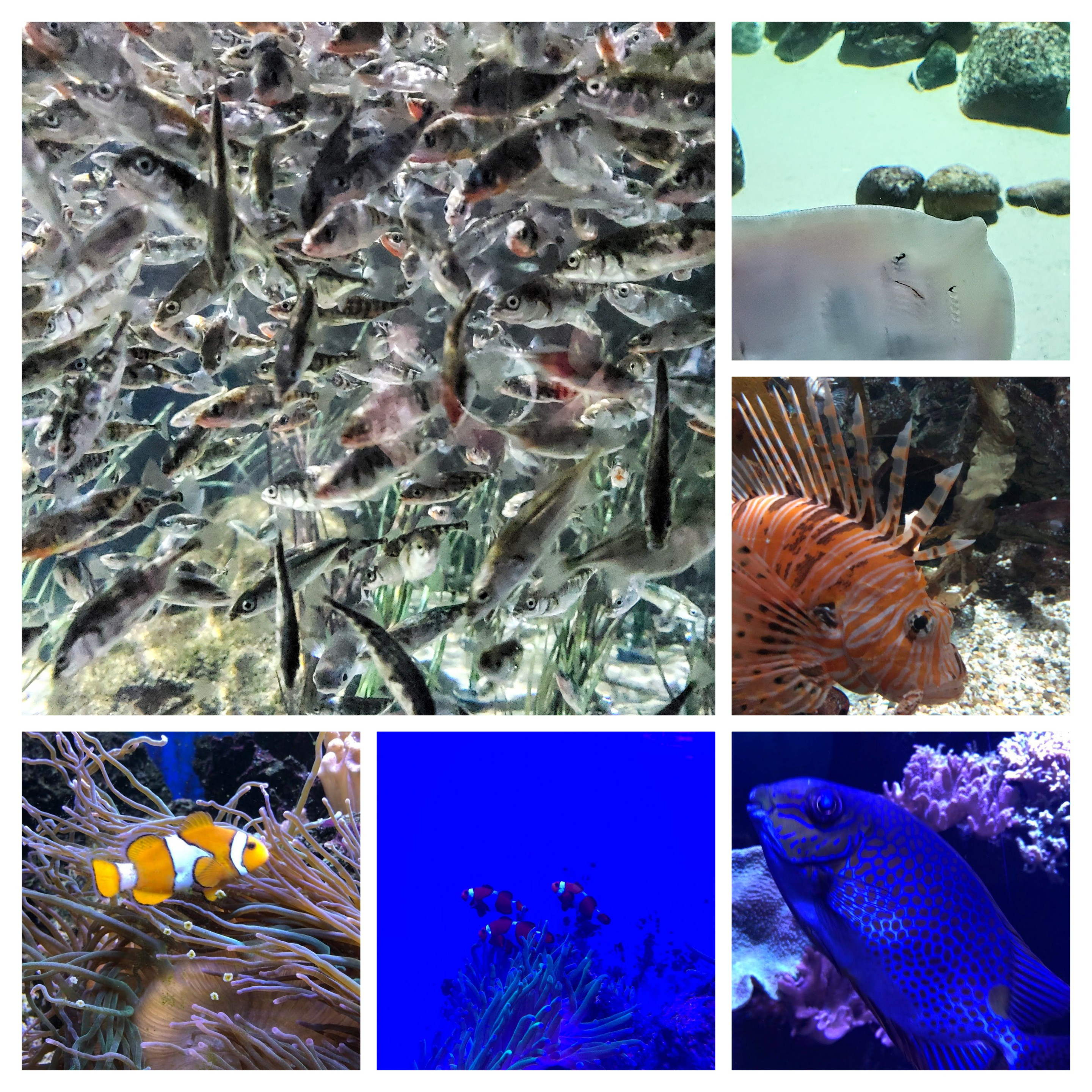 Fische