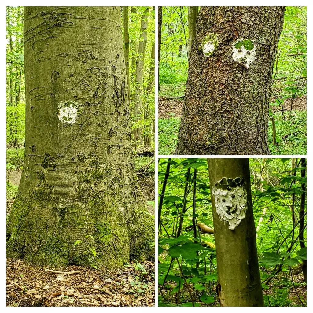 Waldgesichter