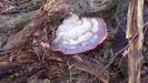 normal_waldqualle
