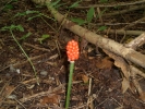 schwiegermutterbeeren