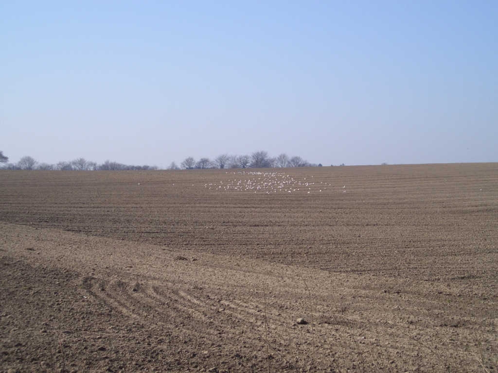 moewen