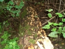 schwaemmchen