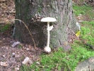 schwiegermutterpilz